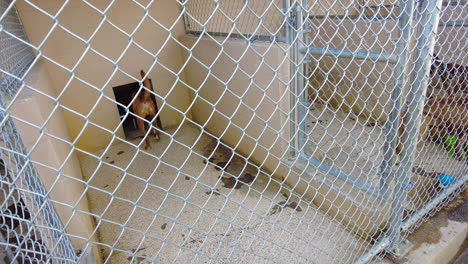 Dogs-in-a-kennel-or-animal-shelter,-behind-a-cage