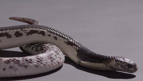 Spitting-cobra-slithering-on-backdrop-nature-documentary