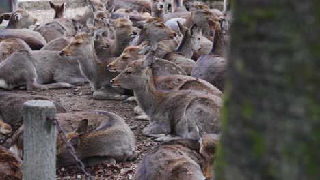 Manada-De-Ciervos-Pacíficos-Descansando-En-El-Suelo-En-Nara,-Japón,-Rodeados-De-Naturaleza