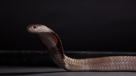 Monocled-cobra-hooding-close-up-on-black-background-nature-documentary