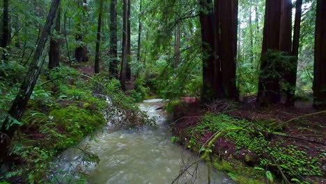 River-and-big-trees-in-Muir-Woods-National-Monument,-rainy-day-in-California,-USA