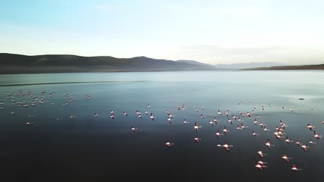 Flock-of-flamingos-fly-and-land-on-a-lagoon-estuary