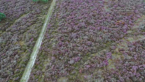 Aerial-footage-camera-tilting-up-to-reveal-heathland-covered-in-heather-and-silver-birch-in-summer
