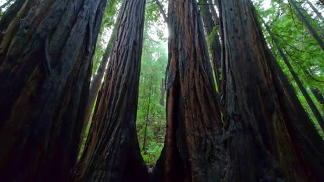 Stehend-Zwischen-Einigen-Der-Riesigen-Mammutbäume-Im-Muir-Woods-Park-In-San-Francisco