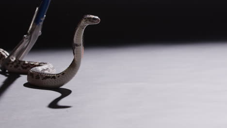 Animal-control-trying-to-pick-up-loose-spitting-cobra---side-profile