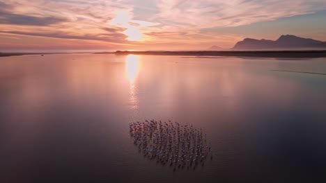 Flock-of-flamingos-on-a-mirror-flat-and-calm-lagoon-estuary-at-sunset