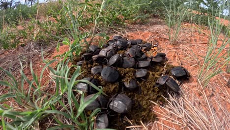 Time-lapse-of-large-dung-beetles-gathering-herbivore-dung-for-nesting-and-feeding,-playing-a-crucial-role-in-ecosystem-nutrient-recycling