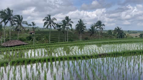 Handheld-shot-of-rice-fields-with-palm-trees-in-the-background