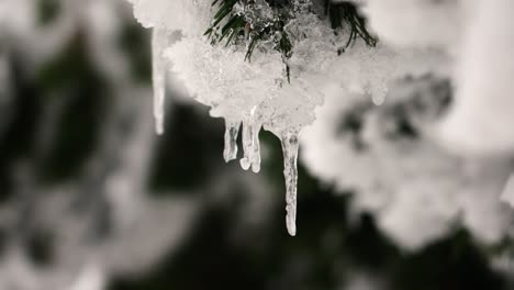 Close-up-of-frozen-fir-needles,-snow-and-ice-layer-cover-tree-branch
