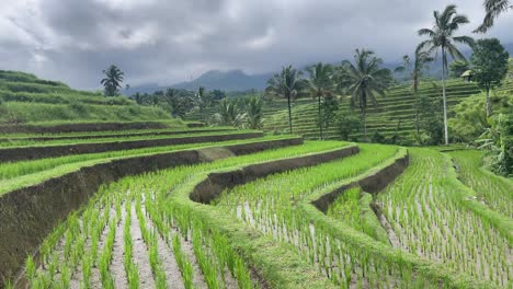Rice-field-terraces,-lush-green-rice-fields