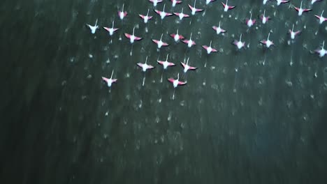 Flock-of-flamingos-as-seen-from-directly-above-as-they-take-off-and-fly-away-from-shallow-water