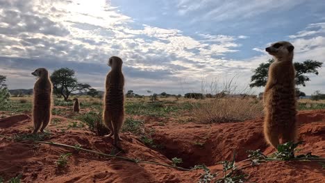 Backlit-GoPro-captures-alert-meerkats-in-the-Southern-Kalahari-scanning-their-surroundings-for-any-signs-of-danger
