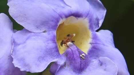 Wespe-Navigiert-Behutsam-Durch-Die-Komplizierten-Blütenblätter-Einer-Exotischen-Blume