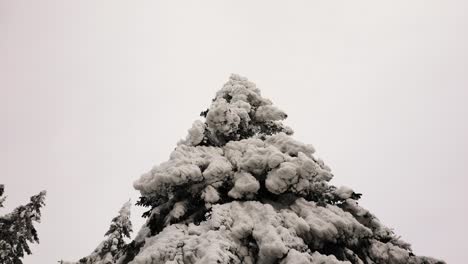 Low-angle-view-of-fir-tree-with-heavy-dense-snow-layer,-overcast-weather