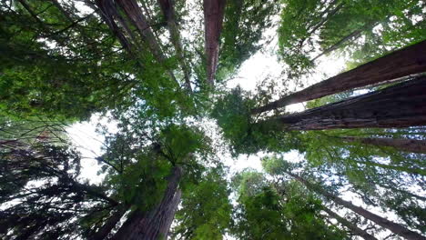 Rotierender-Blick-Vom-Boden-Auf-Baumwipfel,-Die-Die-Skyline-Des-Redwoods-Forest-Muir-Woods-National-Monument-Bedecken