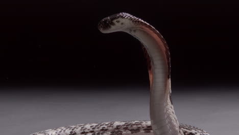 Spitting-cobra-standing-up-menacingly-nature-documentary