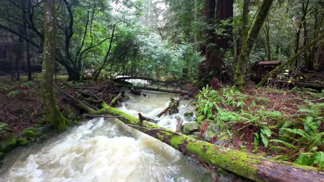 Slow-Motion-landscape-River-Water-flows,-Waterfall-through-Redwoods-forest-Muir-Woods-National-Monument