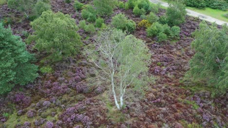 aerial-flight,-camera-tilting-up-to-reveal-silver-birch-and-heathland-with-heather-in-bloom