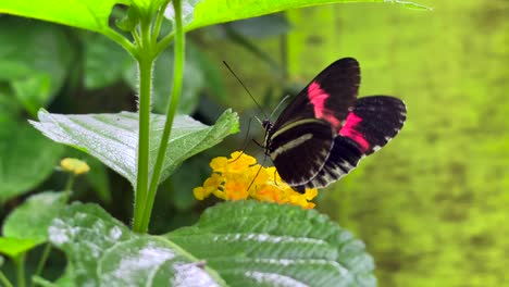 Close-up-shot-of-Beautiful-Pink-cattleheart-butterfly-waving-her-wings-sitting-on-yellow-flower