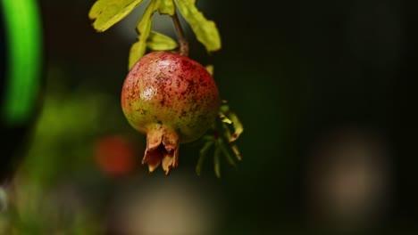 Pomegranate-tree,-fruit-appears-as-round,-reddish-orb-hanging-from-branch