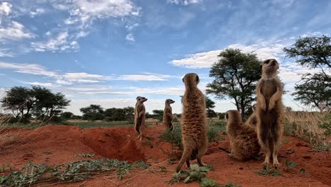 From-ground-level,-a-GoPro-action-cam-captures-the-Meerkat's-alert-stance-and-vigilant-scanning-of-the-surroundings,-providing-a-glimpse-into-their-instinctual-behaviour-and-life-in-the-Kalahari