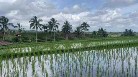 Still-footage-of-water-flooded-rice-field