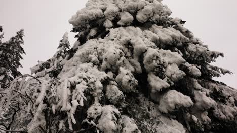 Dense-and-heavy-white-snow-layer-on-conifer-tree-branches,-overcast-winter-day
