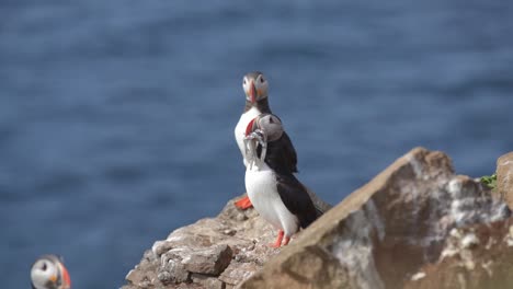 Puffin-on-a-rocky-cliff-in-Iceland-with-a-lot-of-small-fish-in-its-beak