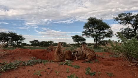Ground-view-of-meerkats-captures-their-endearing-grooming-rituals-and-cosy-huddles-at-the-burrow,-offering-a-captivating-glimpse-into-their-communal-habits-and-adorable-interactions