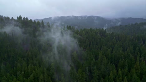 Vista-Panorámica-De-Los-Bosques-Del-Monumento-Nacional-De-Muir-Woods-En-California