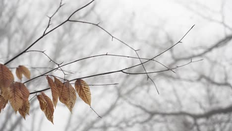 Slow-movement-across-branches-of-dead-leaves-and-winter-dew