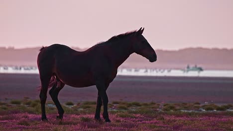 Lone-wild-male-stallion-at-the-edge-of-a-lagoon-at-dusk
