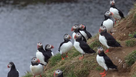 A-large-group-of-puffins-on-the-edge-of-a-grassy-cliff-in-Iceland