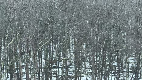 Very-heavy-snowfall-in-a-dense,-beautiful-forest---slow-motion