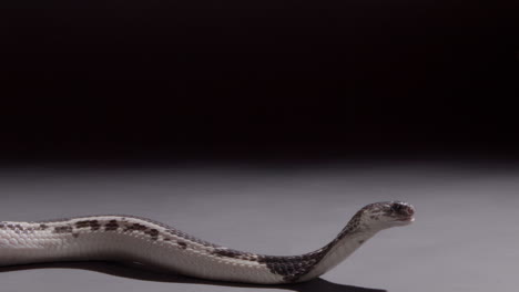 Spitting-cobra-posing-to-strike-on-black-background-nature-documentary