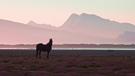 lone-wild-male-stallion-horse-at-dusk-near-a-lagoon-with-mountains-in-the-distance