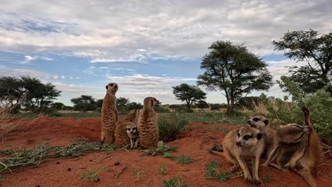 Die-Welt-Der-Erdmännchen-In-Der-Südlichen-Kalahari-In-Lebendigen-4K-Details