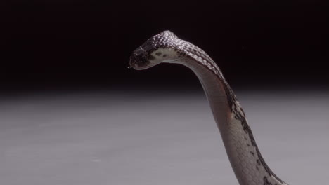 Spitting-cobra-slow-motion-expelling-venom