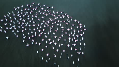 Flock-of-flamingoes-seen-from-directly-above-as-they-spread-their-wings-out-to-take-flight-in-the-shallow-water-of-a-lagoon