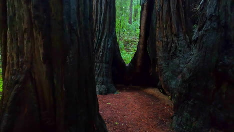 POV-shot-walking-in-middle-of-thick-trees-in-Muir-Woods-National-Monument,-CA,-USA