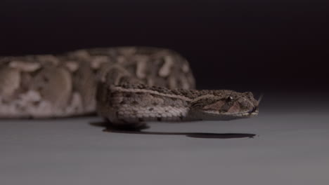 Puff-adder-close-up-slow-motion-deadly-snake-nature-documentary