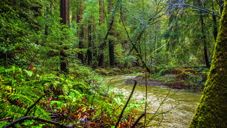 Fluss,-Der-Durch-Den-Muir-Woods-National-Redwood-Forest-Fließt---Zeitraffer