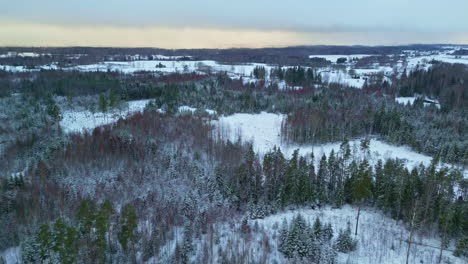 Panoramic-bird's-eye-view-over-a-winter-landscape-with-pine-forests-and-fields