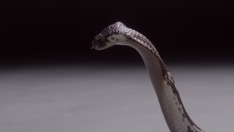 Slow-motion-Cobra-spitting-venom-nature-documentary