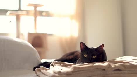 Schläfrige-Katze-Drinnen-Zu-Hause-Auf-Der-Couch-Sitzend