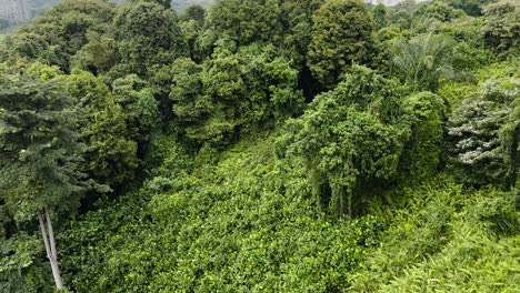 A-View-Of-Dense-Rainforest-And-Trees-On-Mount-Faber-In-Singapore