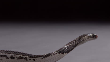 Attacking-spitting-cobra-slow-motion-nature-documentary