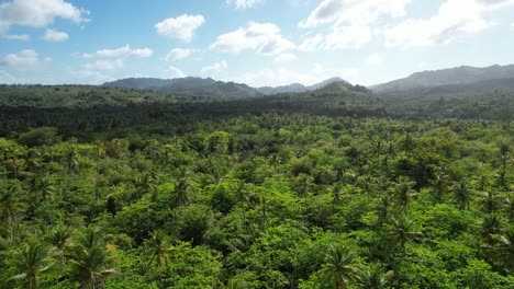 Plantation-with-palm-trees-on-the-Samana-peninsula