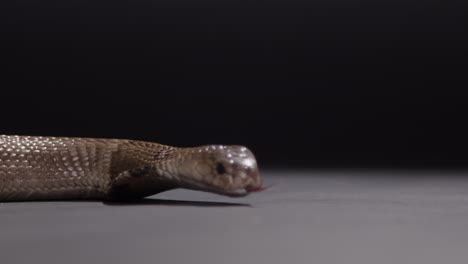 Monokel-Kobra,-Nahaufnahme-Einer-Schwarzen-Naturdokumentation