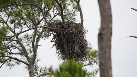 Eaglets-peeking-out-above-a-nest